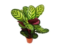 Exotenherz XXL-Schattenpflanze mit Ausgefallenem Blattmuster Calathea Roseapicta 19cm Topf ca. 60-80cm Hoch