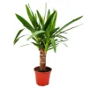Exotenherz Yucca Palme Palmlilie 14cm Topf