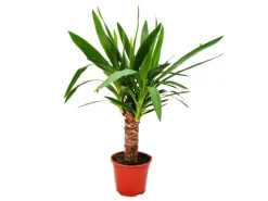 Exotenherz Yucca Palme Palmlilie 14cm Topf