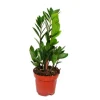 Exotenherz Zamioculcas Zamiifolia Zamio Palme Zamio Farn 12cm Topf