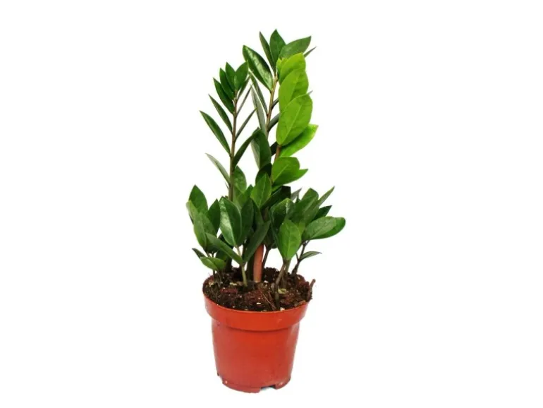 Exotenherz Zamioculcas Zamiifolia Zamio Palme Zamio Farn 12cm Topf