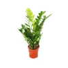 Exotenherz Zamioculcas Zamiifolia Zamio Palme Zamio Farn 14cm Topf