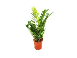 Exotenherz Zamioculcas Zamiifolia Zamio Palme Zamio Farn 14cm Topf