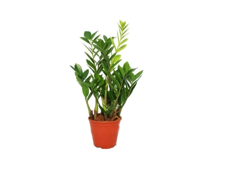 Exotenherz Zamioculcas Zamiifolia Zamio Palme Zamio Farn 14cm Topf