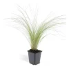 Exotenherz Ziergras Mexikanisches Federgras Stipa Tenuissima Ponytails 9cm Topf Set mit 6 Pflanzen