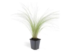 Exotenherz Ziergras Mexikanisches Federgras Stipa Tenuissima Ponytails 9cm Topf Set mit 6 Pflanzen