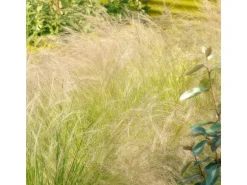 Exotenherz Ziergras Mexikanisches Federgras Stipa Tenuissima Ponytails 9cm Topf Set mit 6 Pflanzen