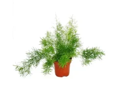 Exotenherz Zierspargel Asparagus Densiflorus Sprengeri Pflegeleichte Grünpflanze 12cm Topf