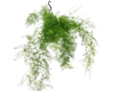 Exotenherz Zierspargel im Ampeltopf Asparagus Densiflorus Sprengeri