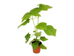 Exotenherz Zimmerlinde Sparmannia Africana 17cm Topf