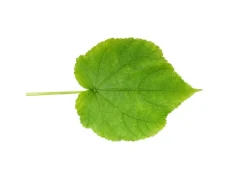 Exotenherz Zimmerlinde Sparmannia Africana 17cm Topf