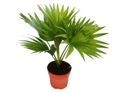 Exotenherz Zimmerpalme Livistona Rotundifola Zimmerpflanze