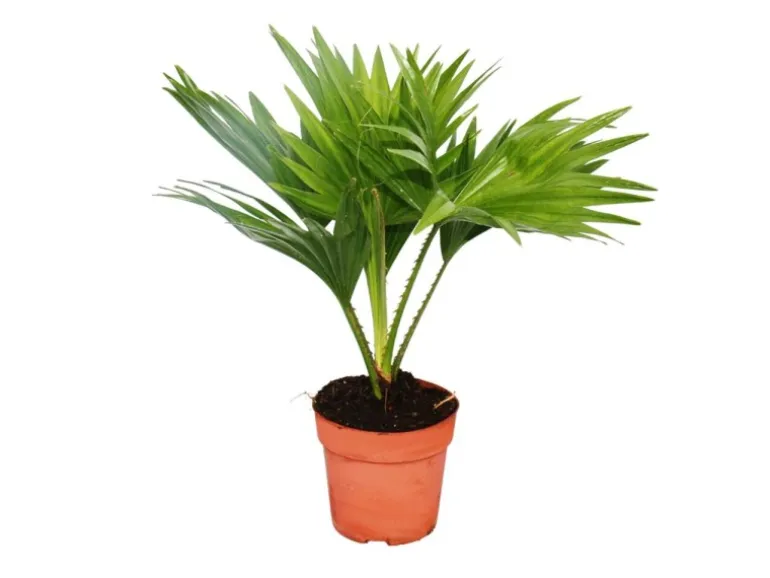 Exotenherz Zimmerpalme Livistona Rotundifola Zimmerpflanze