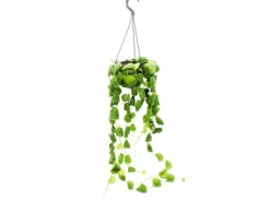 Exotenherz Zimmerpflanze zum Hängen Dischidia Platyphylla Urnenpflanze 14cm Ampeltopf