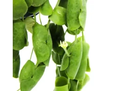 Exotenherz Zimmerpflanze zum Hängen Dischidia Platyphylla Urnenpflanze 14cm Ampeltopf