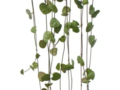 Exotenherz Zimmerpflanze zum Hängen Ceropegia Woodii Leuchterblume 10cm Ampel