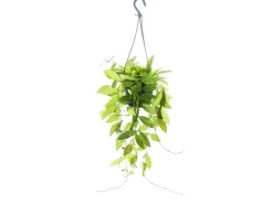 Exotenherz Zimmerpflanze zum Hängen Hoya Gracilis Porzellanblume Wachsblume 14cm Ampel