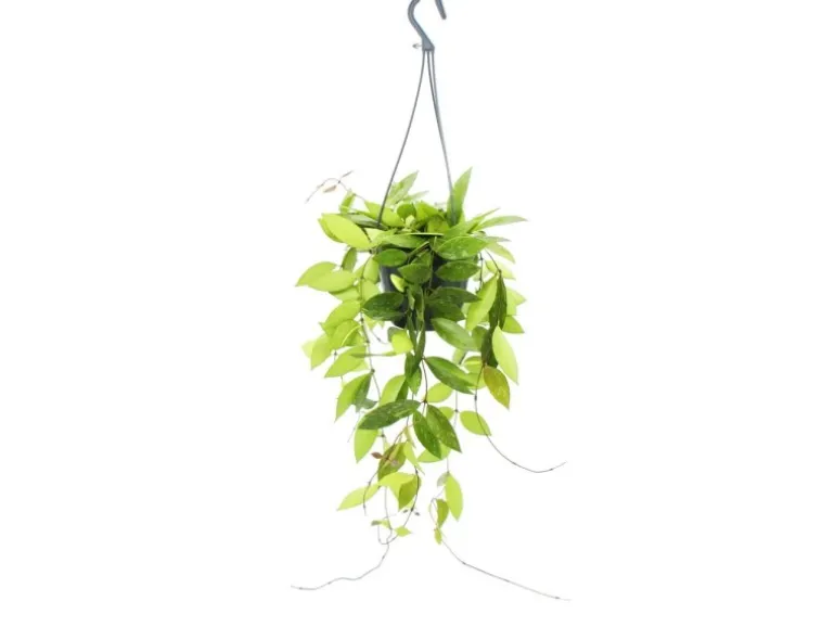 Exotenherz Zimmerpflanze zum Hängen Hoya Gracilis Porzellanblume Wachsblume 14cm Ampel