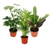 Exotenherz Zimmerpflanzen Set mit 3 Pflanzen Typ 1 9cm