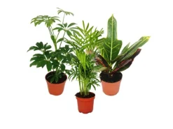 Exotenherz Zimmerpflanzen Set mit 3 Pflanzen Typ 1 9cm