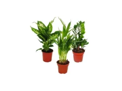 Exotenherz Zimmerpflanzen Mix I 3er Set Dieffenbachia Arecapalme Chrysalidorpus Zamiopalme Zamioculcas 10-12cm Topf