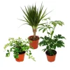 Exotenherz Zimmerpflanzen Set mit 3 Pflanzen Typ 2 9cm