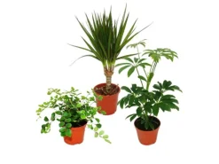 Exotenherz Zimmerpflanzen Set mit 3 Pflanzen Typ 2 9cm