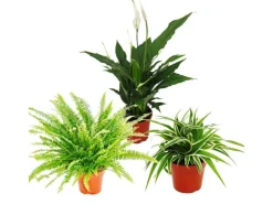 Exotenherz Zimmerpflanzen Trio Luftreiniger Set mit Luftreinigenden Pflanzen Nephrolepis Spathiphyllum Chlorophytum