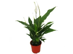 Exotenherz Zimmerpflanzen Trio Luftreiniger Set mit Luftreinigenden Pflanzen Nephrolepis Spathiphyllum Chlorophytum