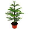 Exotenherz Zimmertanne Araucaria Heterophylla 15cm Topf ca. 40-50cm Hoch