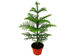 Exotenherz Zimmertanne Araucaria Heterophylla 15cm Topf ca. 40-50cm Hoch