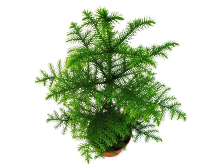 Exotenherz Zimmertanne Araucaria Heterophylla 15cm Topf ca. 40-50cm Hoch