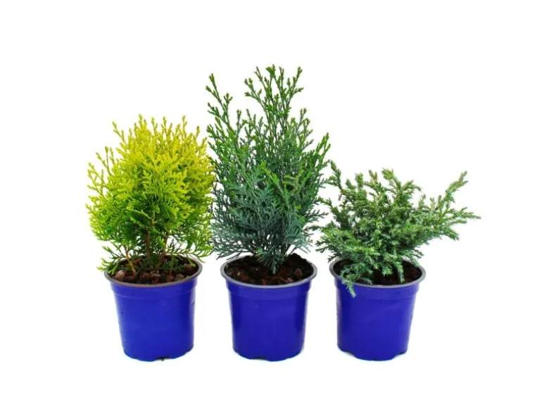 Exotenherz Zwerg-Koniferen-Set mit 3 Pflanzen Kleine Nadelgehölze für Beet und Balkon im 10,5cm Topf