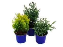 Exotenherz Zwerg-Koniferen-Set mit 3 Pflanzen Kleine Nadelgehölze für Beet und Balkon im 10,5cm Topf