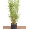 Fargesia Murieliae Jumbo Bambus Immergrün 60–100 cm