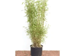 Fargesia Murieliae Jumbo Bambus Immergrün 60–100 cm