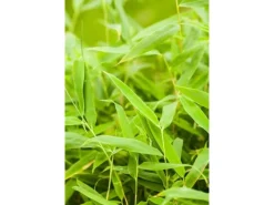 Fargesia Murieliae Jumbo Bambus Immergrün 60–100 cm