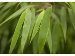 Fargesia Rufa Bambus Immergrün Ca. 9x9 cm Topf