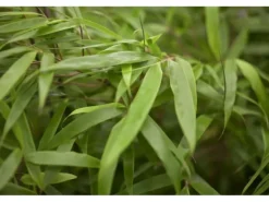 Fargesia Rufa Bambus Immergrün Ca. 9x9 cm Topf