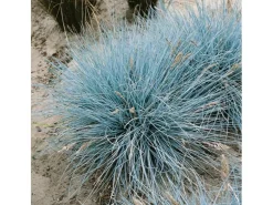 Festuca Cinerea Uchte Blauschwingel Ca. 9x9 cm Topf