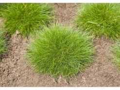 Festuca Gautieri Teddybär Bärenfellgras Ca. 9x9 cm Topf