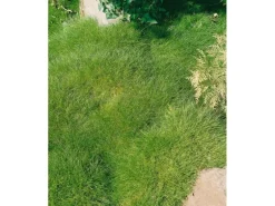 Festuca Gautieri Teddybär Bärenfellgras Ca. 9x9 cm Topf