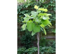 Ficus Carica Feige 100-125 cm