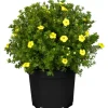 Fingerstrauch Gelb Höhe ca. 20 - 30 cm Topf ca. 2,3 l Potentilla fructicosa