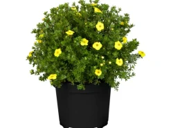 Fingerstrauch Gelb Höhe ca. 20 - 30 cm Topf ca. 2,3 l Potentilla fructicosa