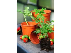 Florus Anzuchttopf Ø 8 cm terrakotta