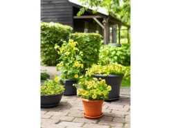 Florus Pflanztopf Fiore Alessia Ø 45 cm terrakotta