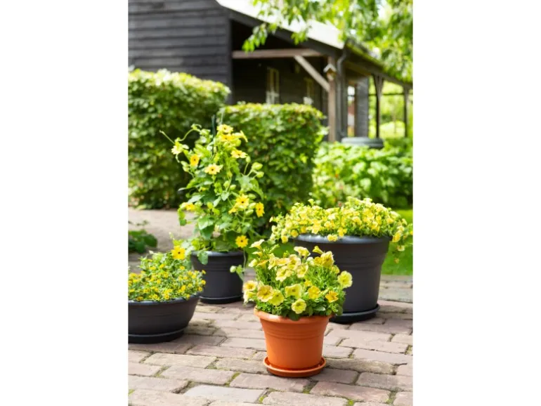 Florus Pflanztopf Fiore Alessia Ø 45 cm terrakotta