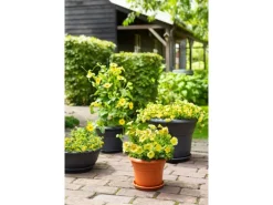 Florus Pflanztopf Fiore Alessia Ø 26 cm terrakotta