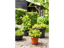 Florus Pflanztopf Fiore Alessia Ø 26 cm anthrazit